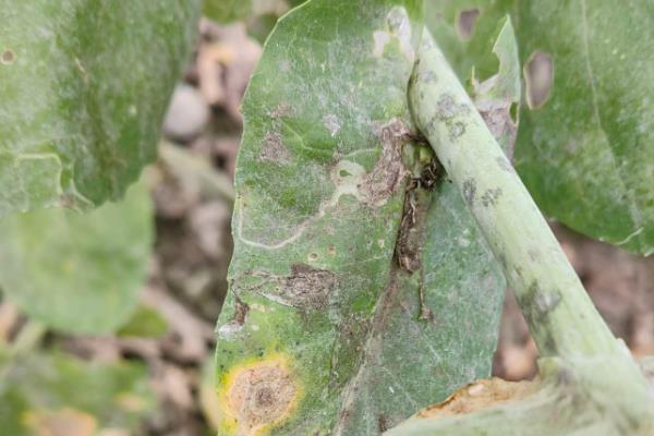 福美双对油料作物的作用，可有效防治白斑病、立枯病等