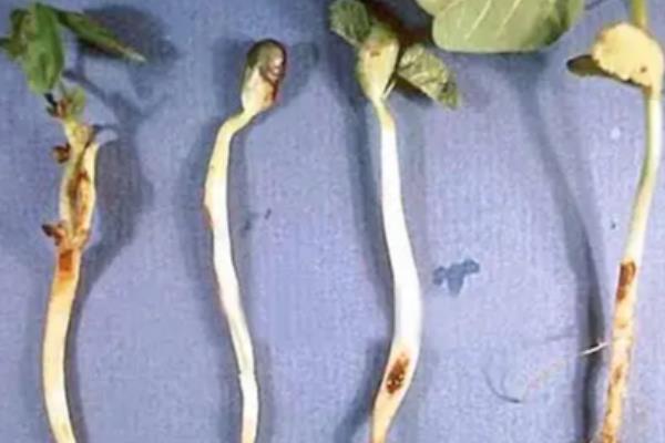 福美双对油料作物的作用，可有效防治白斑病、立枯病等