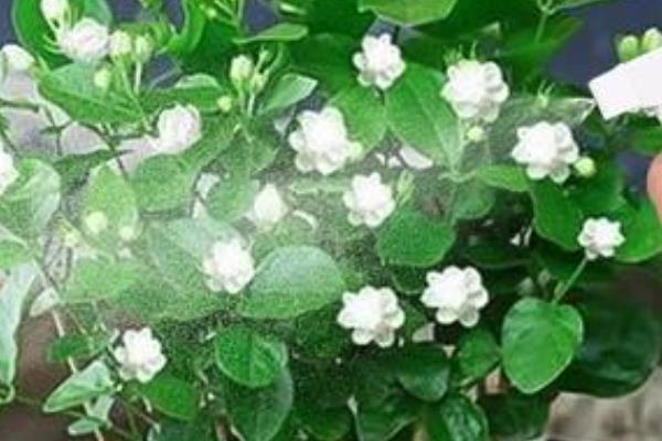 茉莉是喜阴还是喜阳，属于喜阳植物