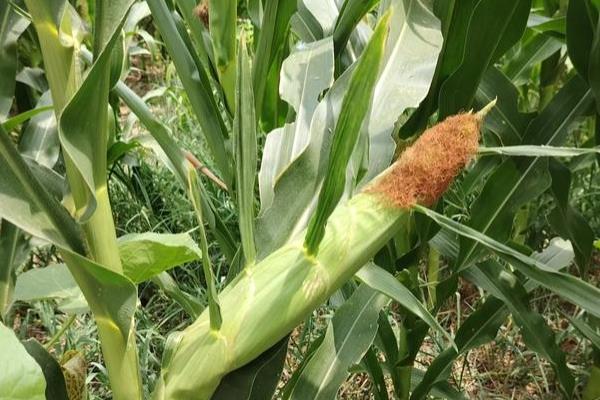 玉米的促熟方法，把苞叶剥开可让籽粒提前成熟