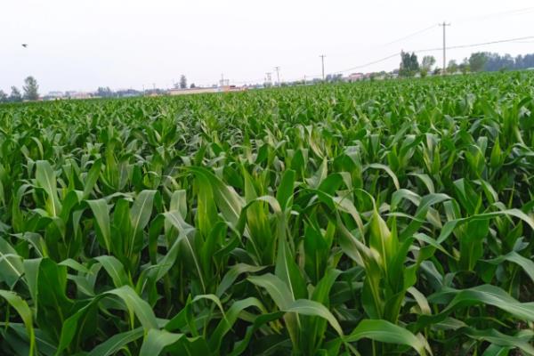 玉米的促熟方法，把苞叶剥开可让籽粒提前成熟