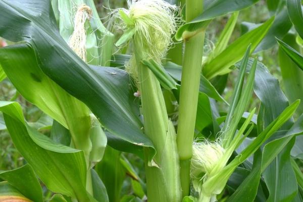 玉米的促熟方法，把苞叶剥开可让籽粒提前成熟