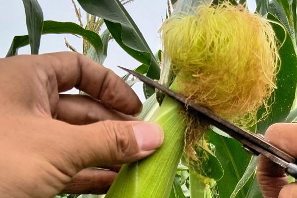 玉米的促熟方法，把苞叶剥开可让籽粒提前成熟