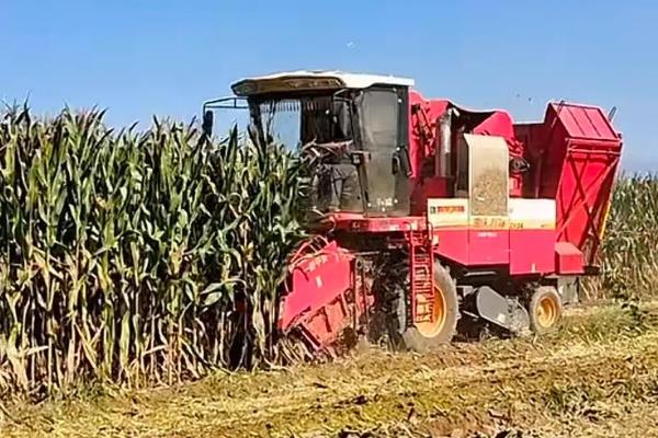 玉米的促熟方法，把苞叶剥开可让籽粒提前成熟