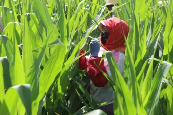 玉米的促熟方法，把苞叶剥开可让籽粒提前成熟