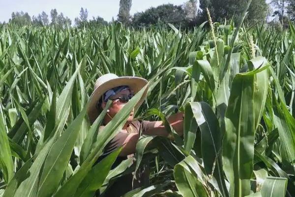 玉米的促熟方法，把苞叶剥开可让籽粒提前成熟