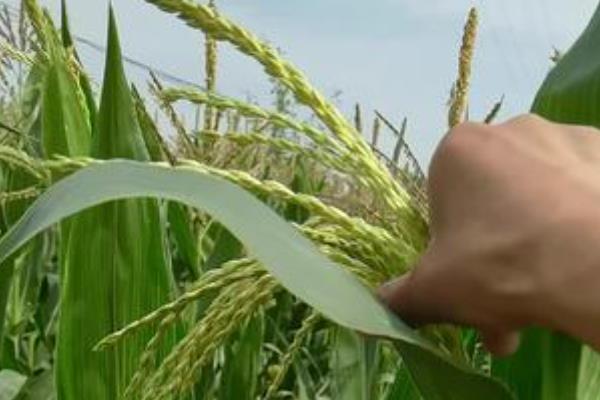 玉米的促熟方法，把苞叶剥开可让籽粒提前成熟