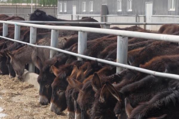 养殖肉驴该如何驱虫，在春季和秋季分别驱虫一次