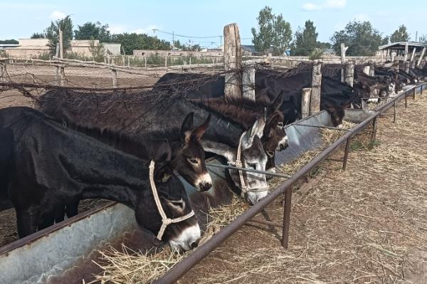 养殖肉驴该如何驱虫，在春季和秋季分别驱虫一次