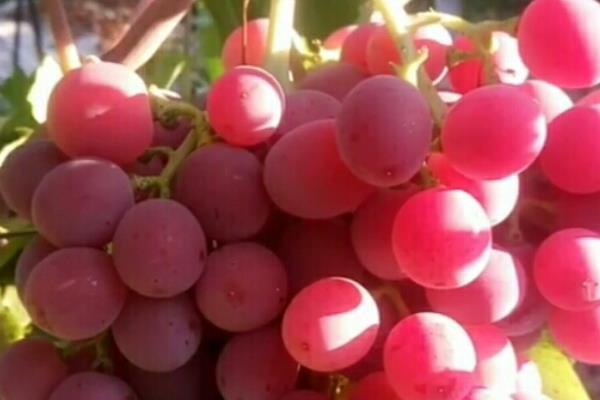 大葡萄有什么品种，有巨玫瑰、矢富萝莎等