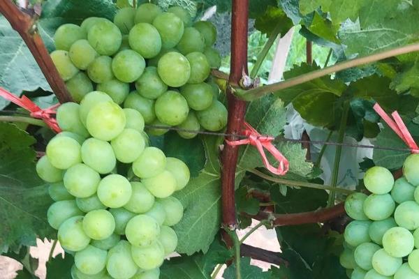 大葡萄有什么品种，有巨玫瑰、矢富萝莎等