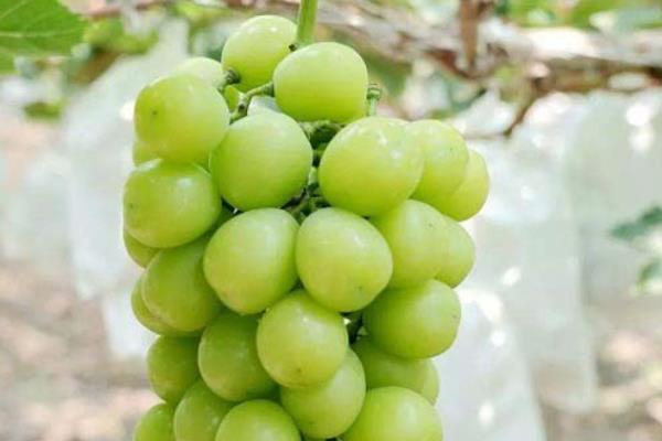 大葡萄有什么品种，有巨玫瑰、矢富萝莎等