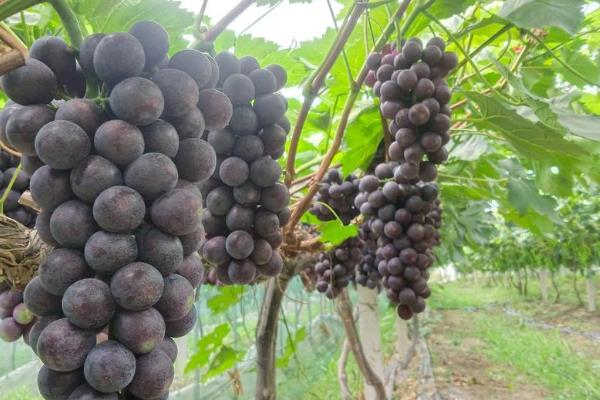 大葡萄有什么品种，有巨玫瑰、矢富萝莎等