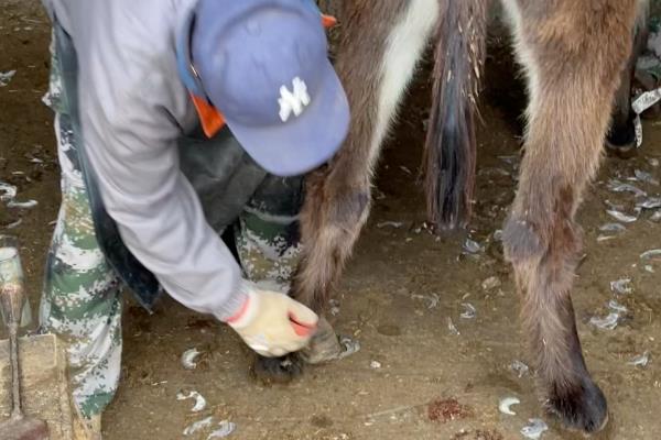 养殖肉驴该如何驱虫，在春季和秋季分别驱虫一次