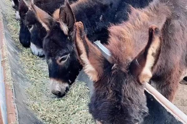 养殖肉驴该如何驱虫，在春季和秋季分别驱虫一次