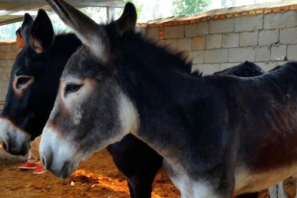 养殖肉驴该如何驱虫，在春季和秋季分别驱虫一次