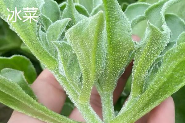 一月份适合种植什么蔬菜，可选择芥蓝、生菜等品种