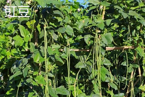 一月份适合种植什么蔬菜，可选择芥蓝、生菜等品种