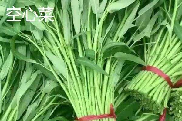 一月份适合种植什么蔬菜，可选择芥蓝、生菜等品种