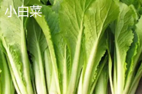 一月份适合种植什么蔬菜，可选择芥蓝、生菜等品种