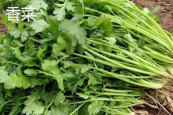 一月份适合种植什么蔬菜，可选择芥蓝、生菜等品种