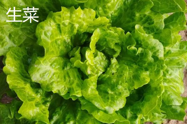 一月份适合种植什么蔬菜，可选择芥蓝、生菜等品种