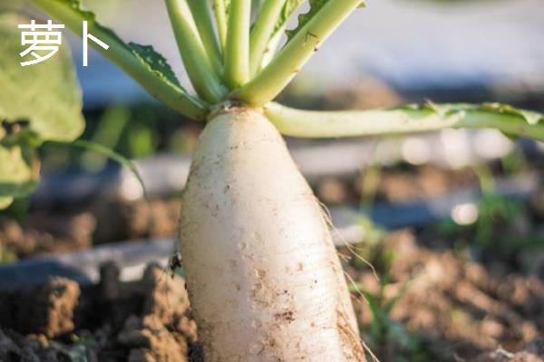 一月份适合种植什么蔬菜，可选择芥蓝、生菜等品种