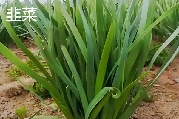 一月份适合种植什么蔬菜，可选择芥蓝、生菜等品种