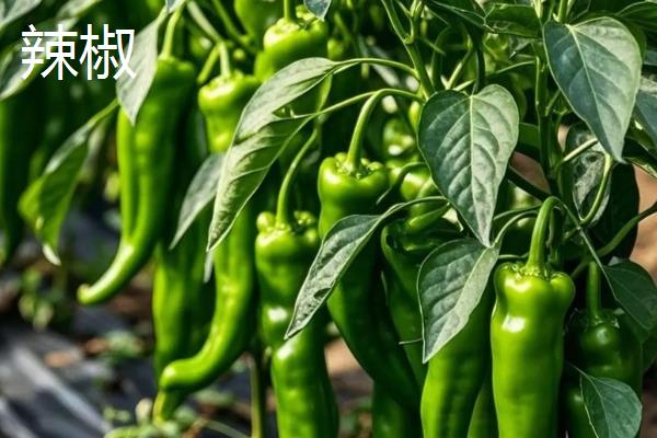 一月份适合种植什么蔬菜，可选择芥蓝、生菜等品种