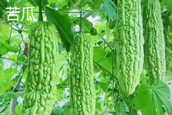 一月份适合种植什么蔬菜，可选择芥蓝、生菜等品种