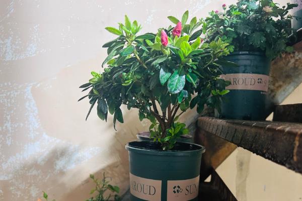 什么时候把杜鹃花移到室内过冬，在秋末时节进行