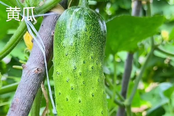 一月份适合种植什么蔬菜，可选择芥蓝、生菜等品种