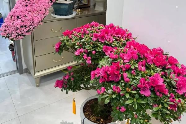 什么时候把杜鹃花移到室内过冬，在秋末时节进行