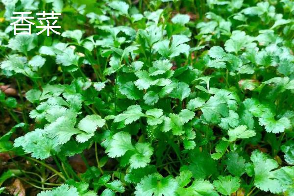 一月份适合种植什么蔬菜，可选择芥蓝、生菜等品种