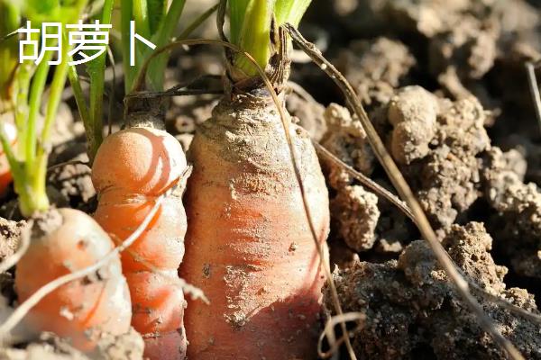 一月份适合种植什么蔬菜，可选择芥蓝、生菜等品种