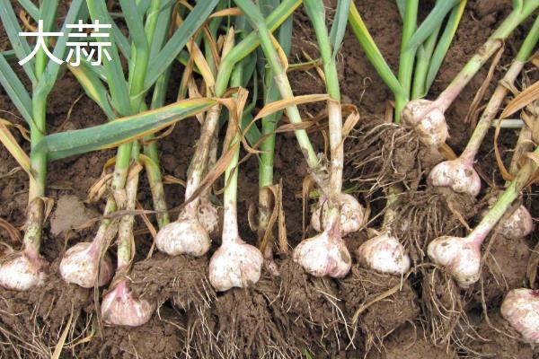 一月份适合种植什么蔬菜，可选择芥蓝、生菜等品种