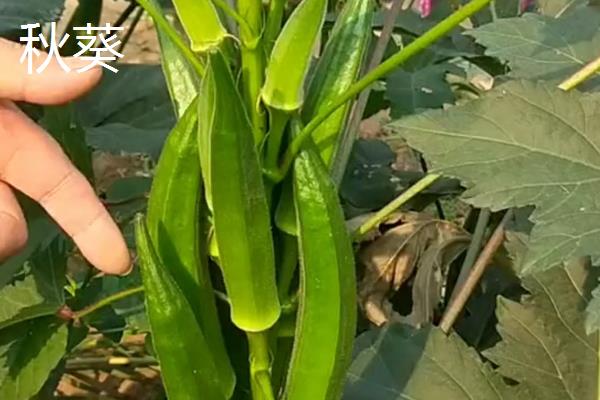 一月份适合种植什么蔬菜，可选择芥蓝、生菜等品种