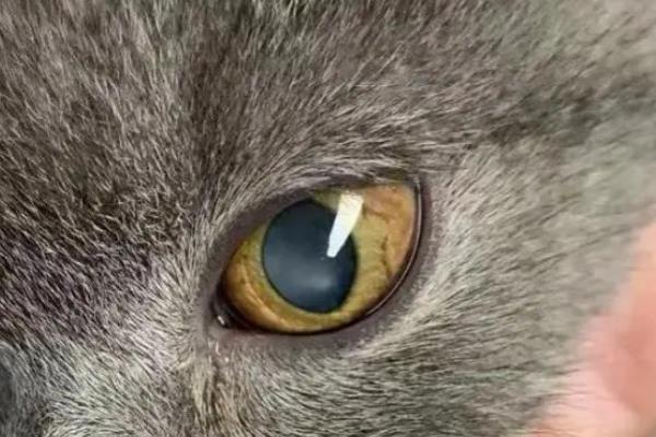 犬猫胰岛素分泌过少的症状,眼睛可出现白内障
