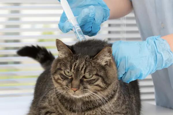 犬猫胰岛素分泌过少的症状,眼睛可出现白内障