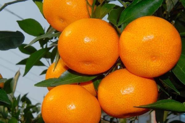 江西省新余市的特产，紫玉杨梅风味独特