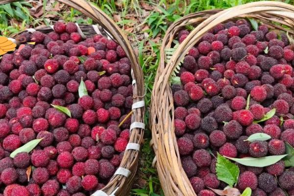 江西省新余市的特产，紫玉杨梅风味独特