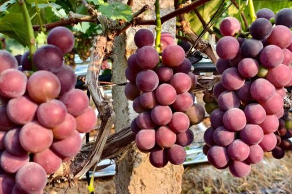 江西省新余市的特产，紫玉杨梅风味独特