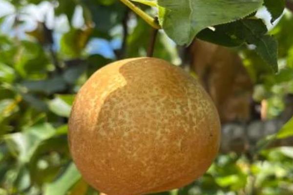 江西省新余市的特产，紫玉杨梅风味独特