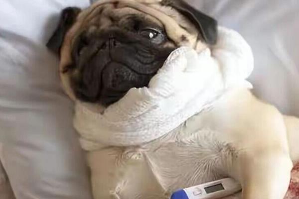 狗狗患上皮炎的原因，主要有以下三种因素