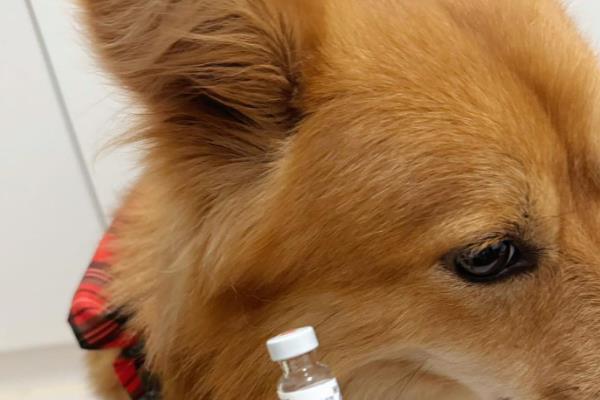 狗狗患上皮炎的原因，主要有以下三种因素