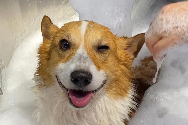 狗狗患上皮炎的原因，主要有以下三种因素