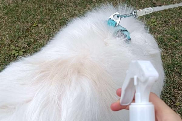 狗狗患上皮炎的原因，主要有以下三种因素