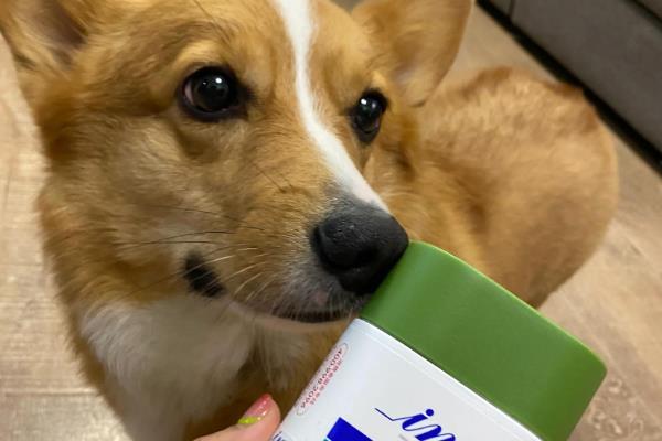 狗狗患上皮炎的原因，主要有以下三种因素