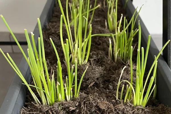 家庭如何种韭菜,尽量不要扎堆种植