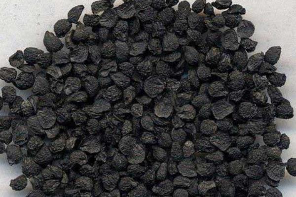 家庭如何种韭菜,尽量不要扎堆种植